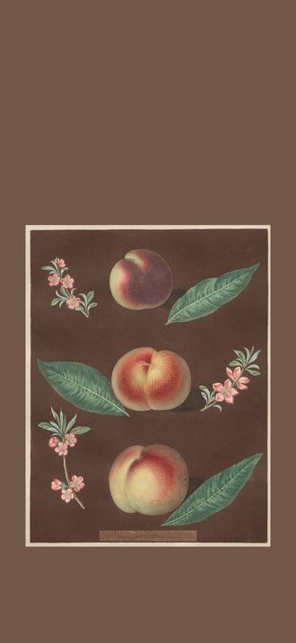 Pomona Britannica: No. 33 - Peaches