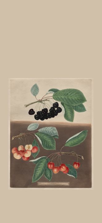 Pomona Britannica: No. 10 - Cherries