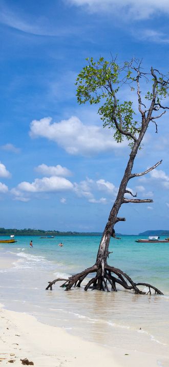 Havelock Island, Mangrove tree on the beach, Andaman Islands