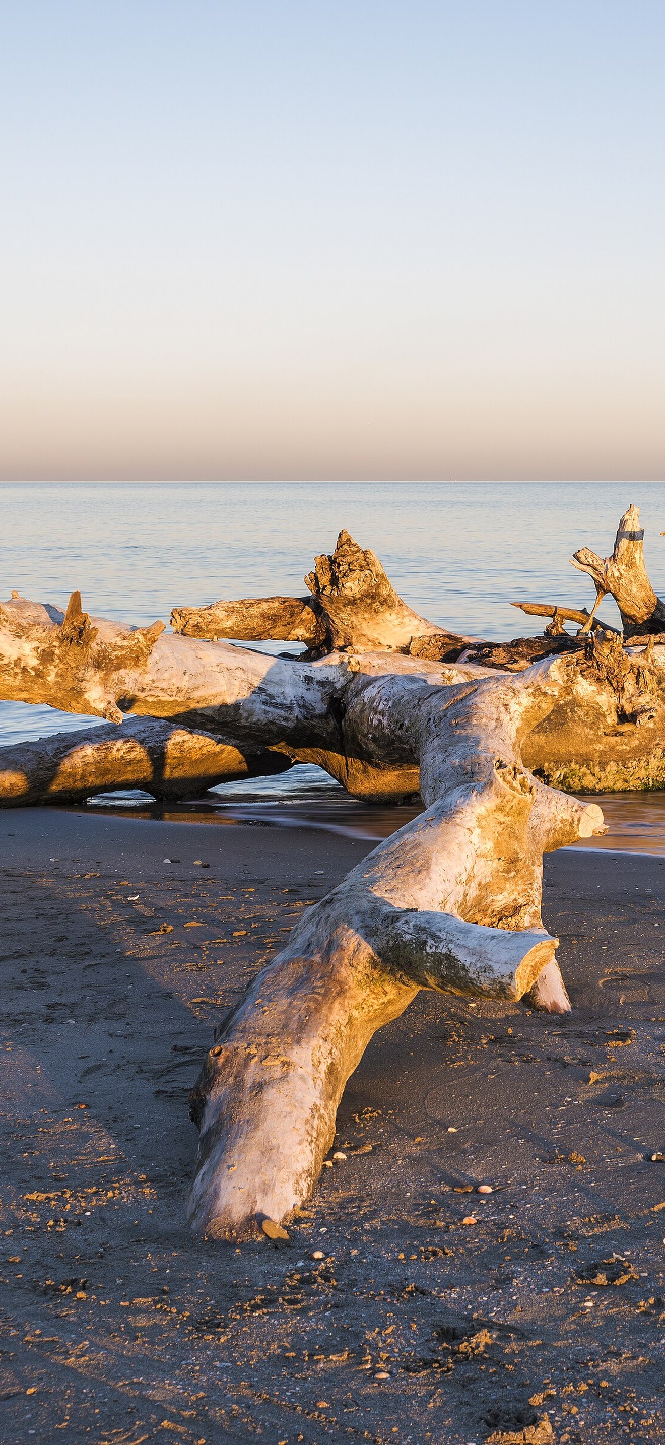 Tronc d'arbre aux Aresquiers