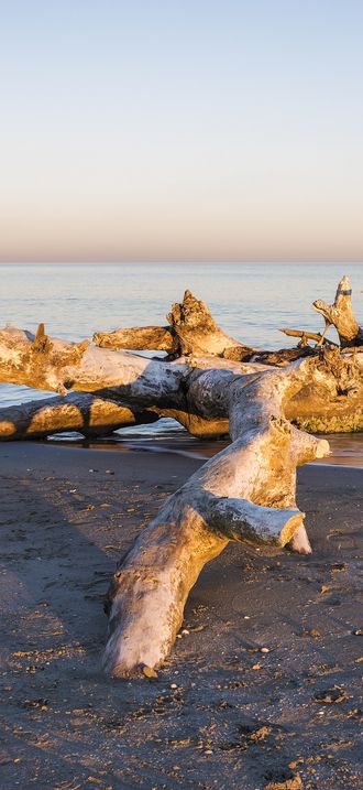 Tronc d'arbre aux Aresquiers