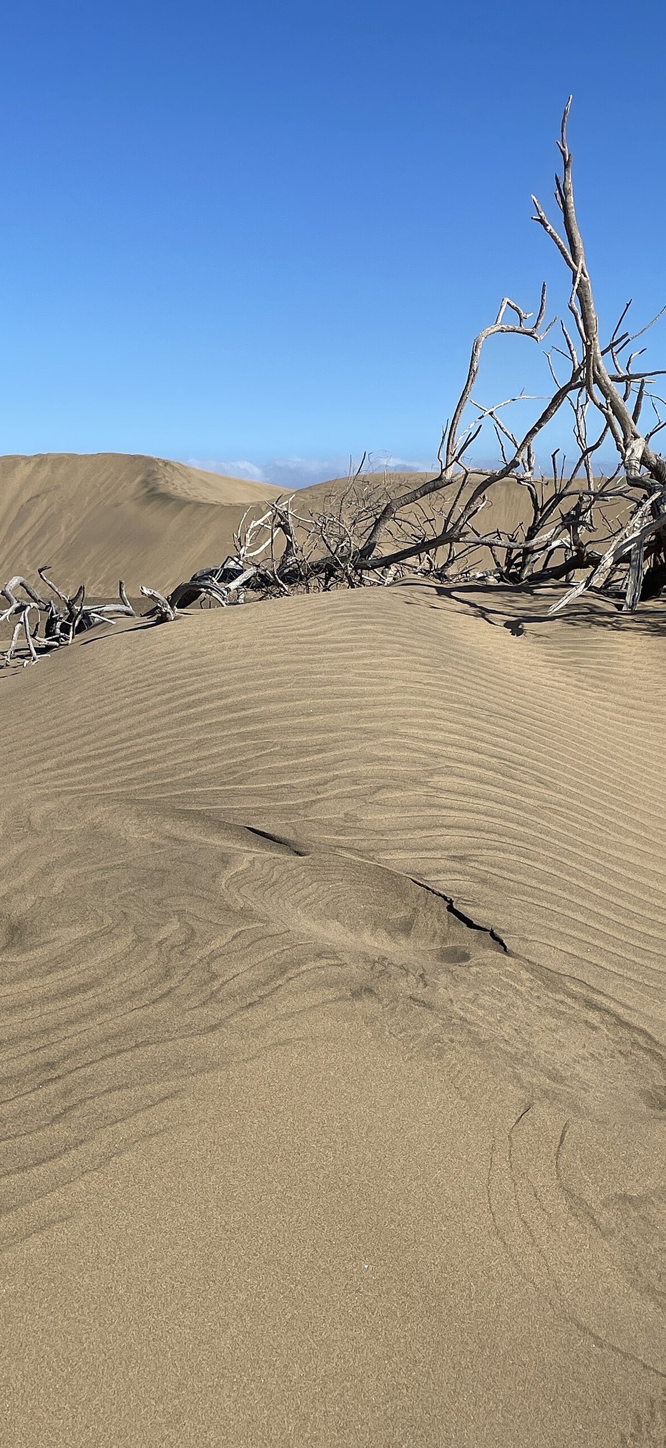Sanddüne bei Maspalomas, Gran Canaria