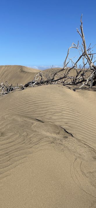 Sanddüne bei Maspalomas, Gran Canaria