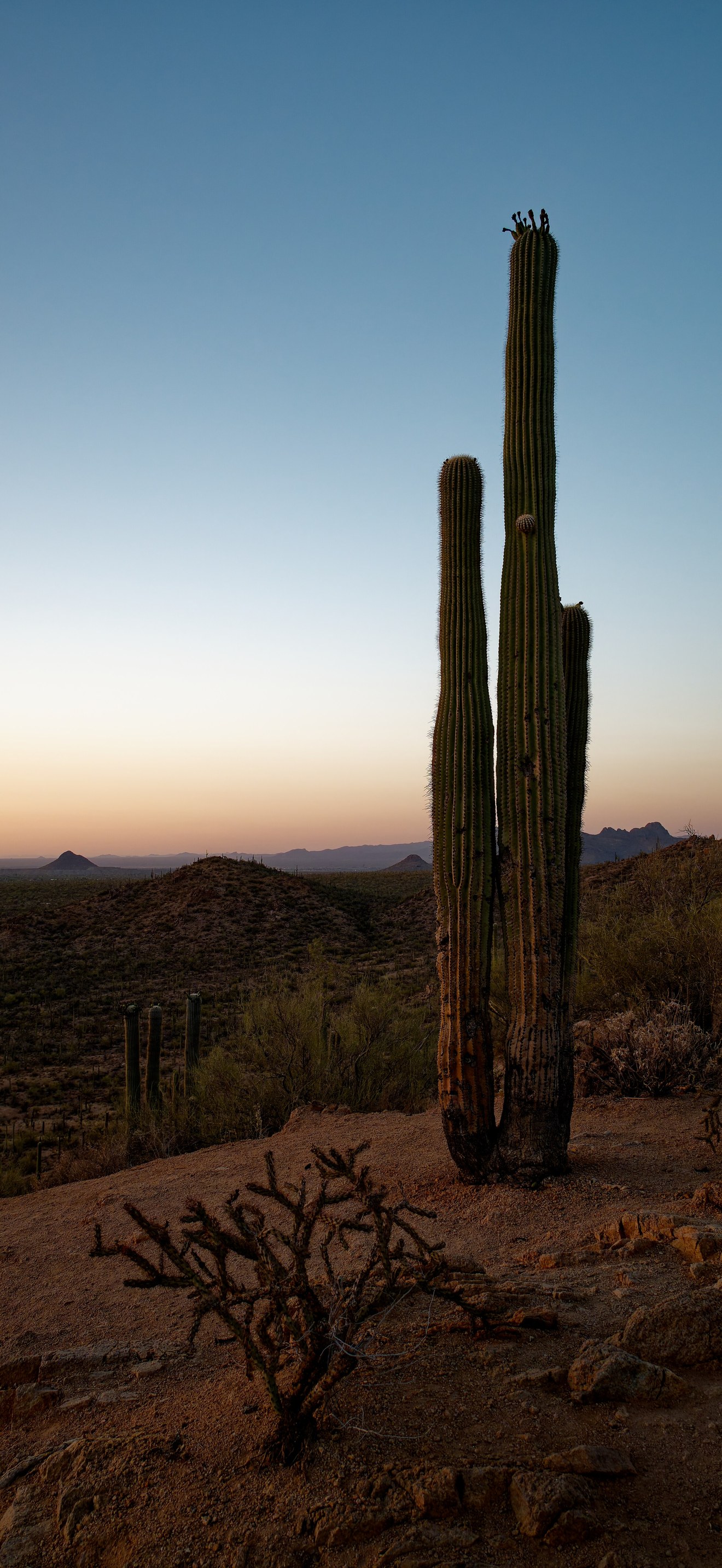 USA, AZ, Saguaro DSC 5309 DxO