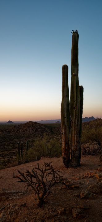USA, AZ, Saguaro DSC 5309 DxO