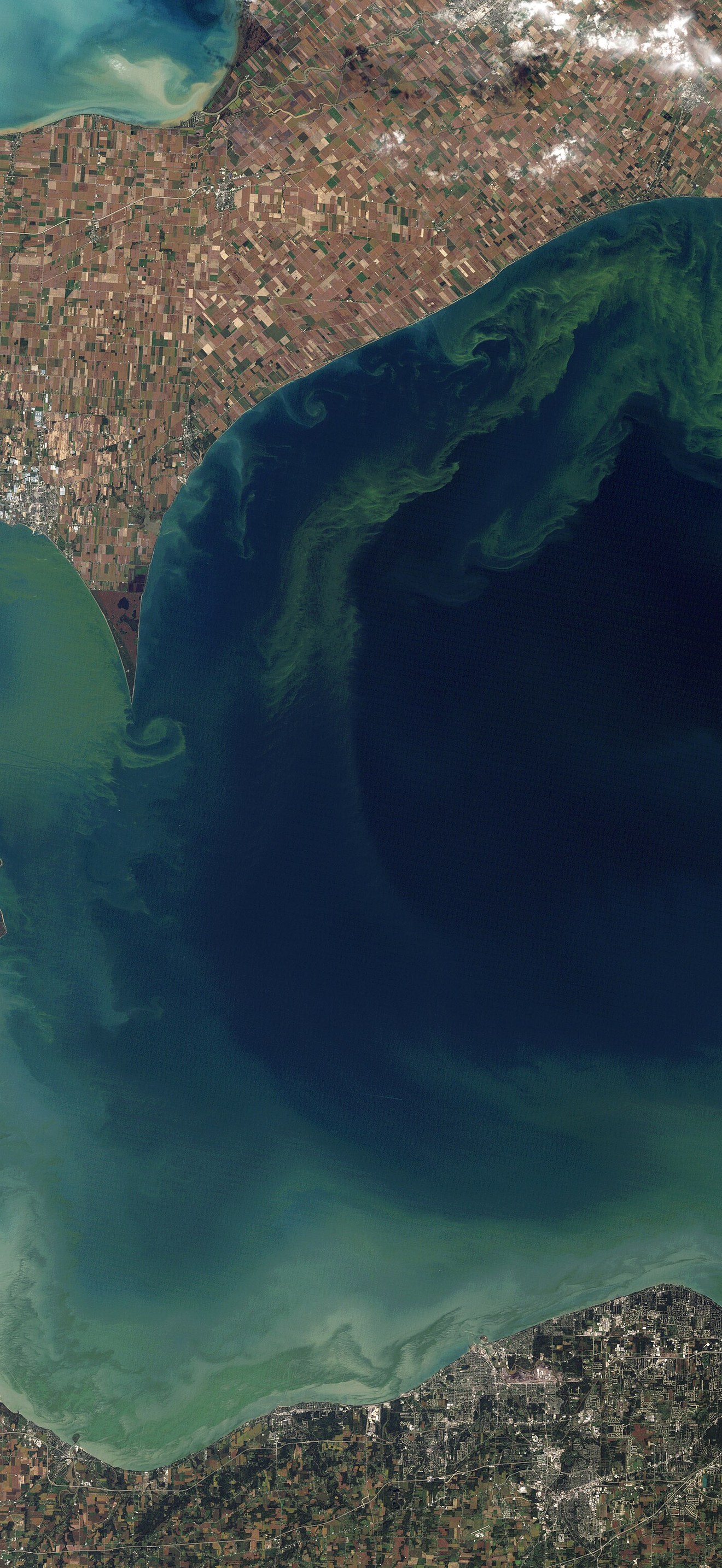Toxic Algae Bloom in Lake Erie