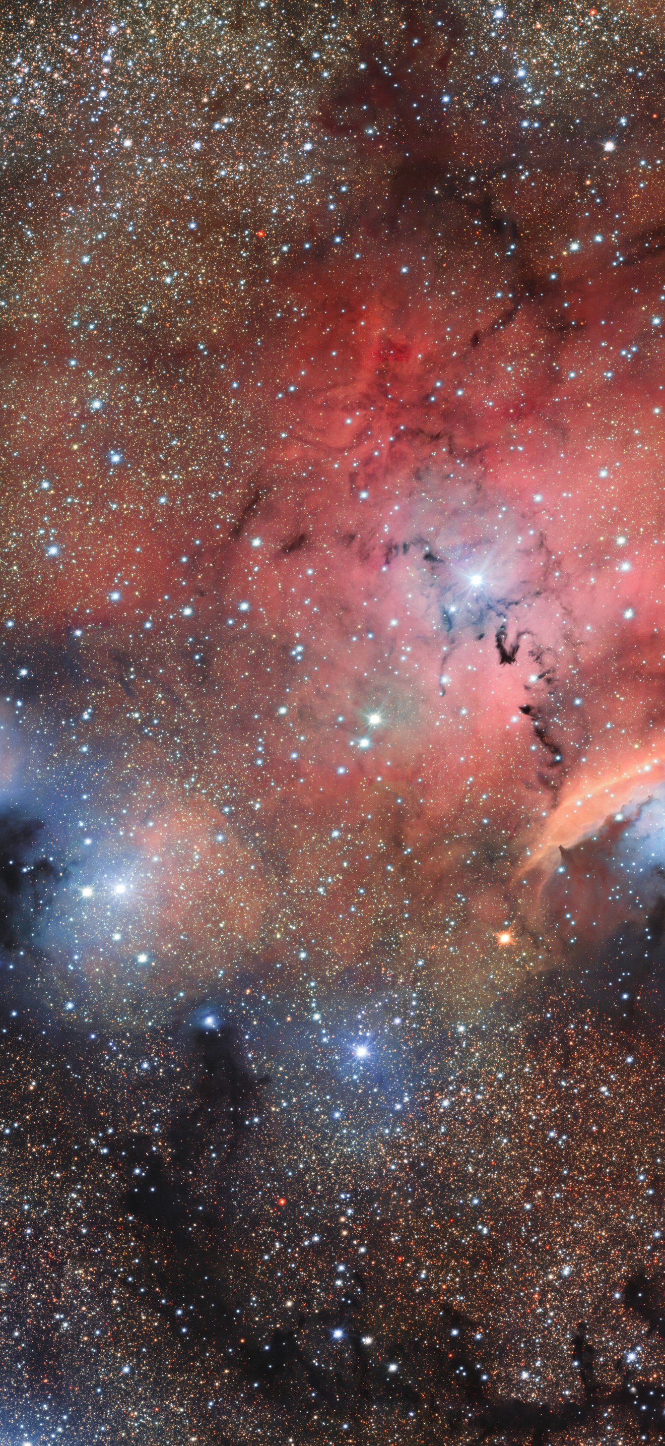 Stellar Nursery Blooms into View