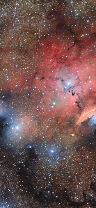 Stellar Nursery Blooms into View