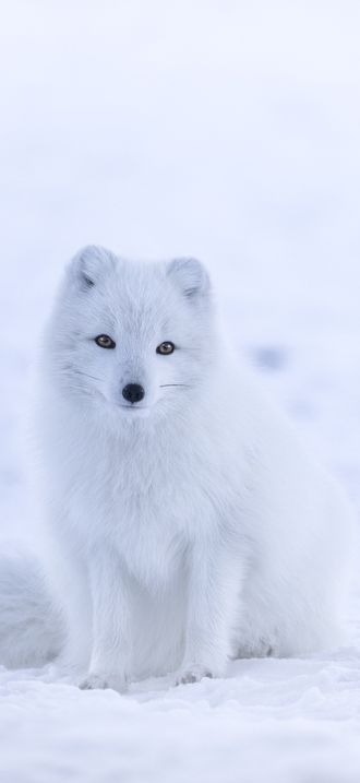 Vulpes lagopus in Iceland
