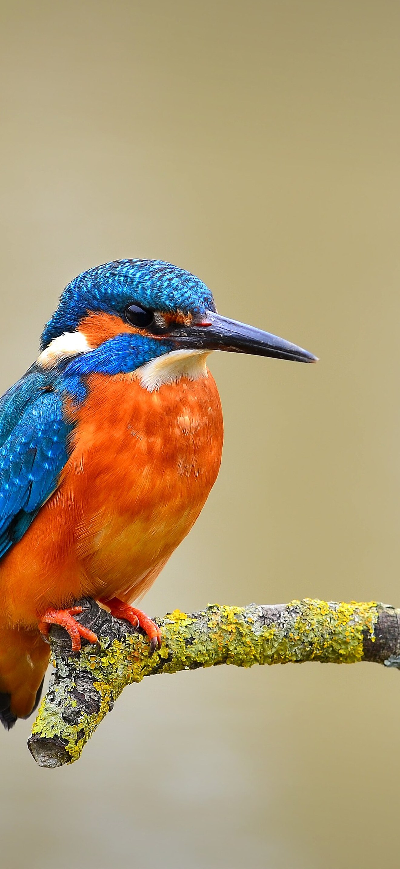 Eisvogel kingfisher