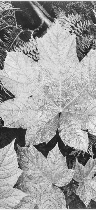 Ansel Adams - National Archives 79-AA-E23