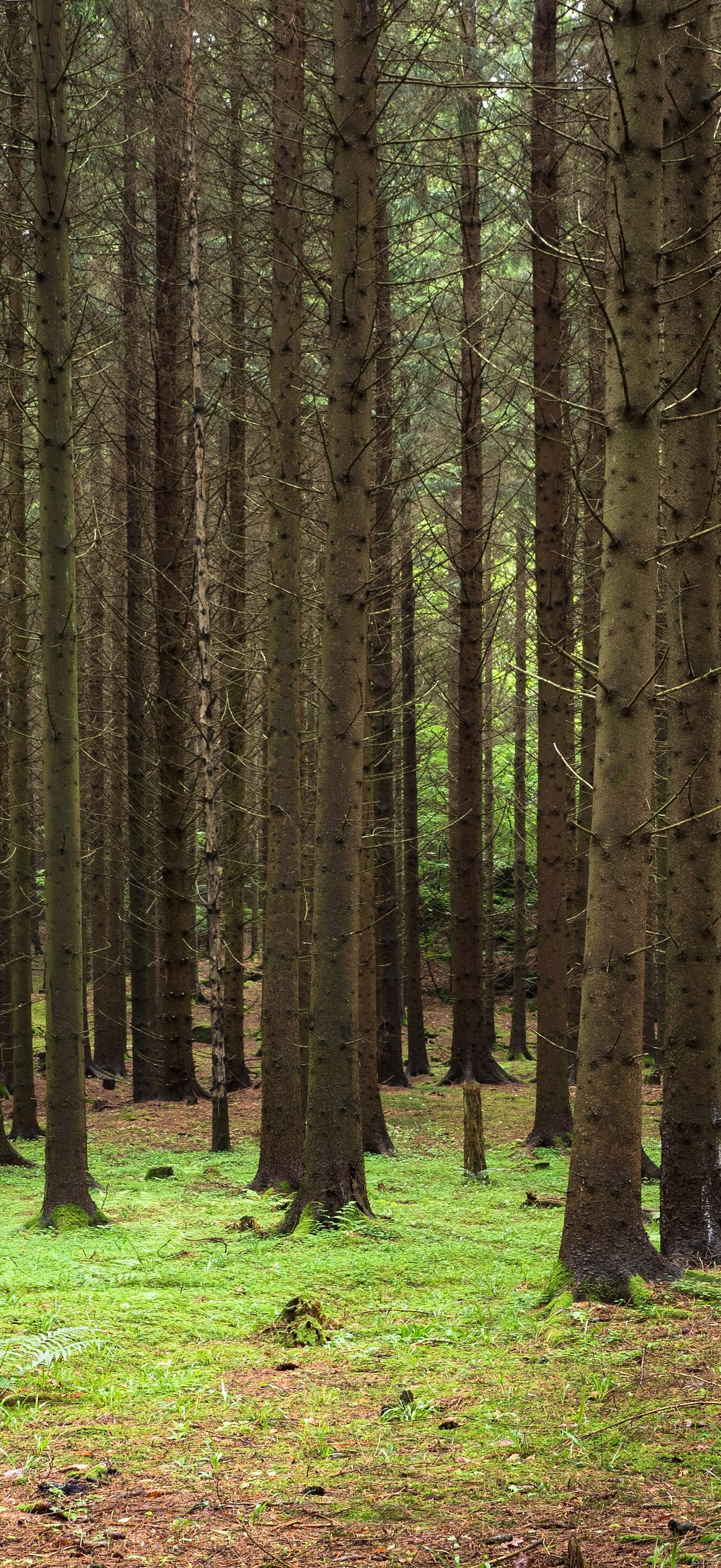 Spruce forest at Holma