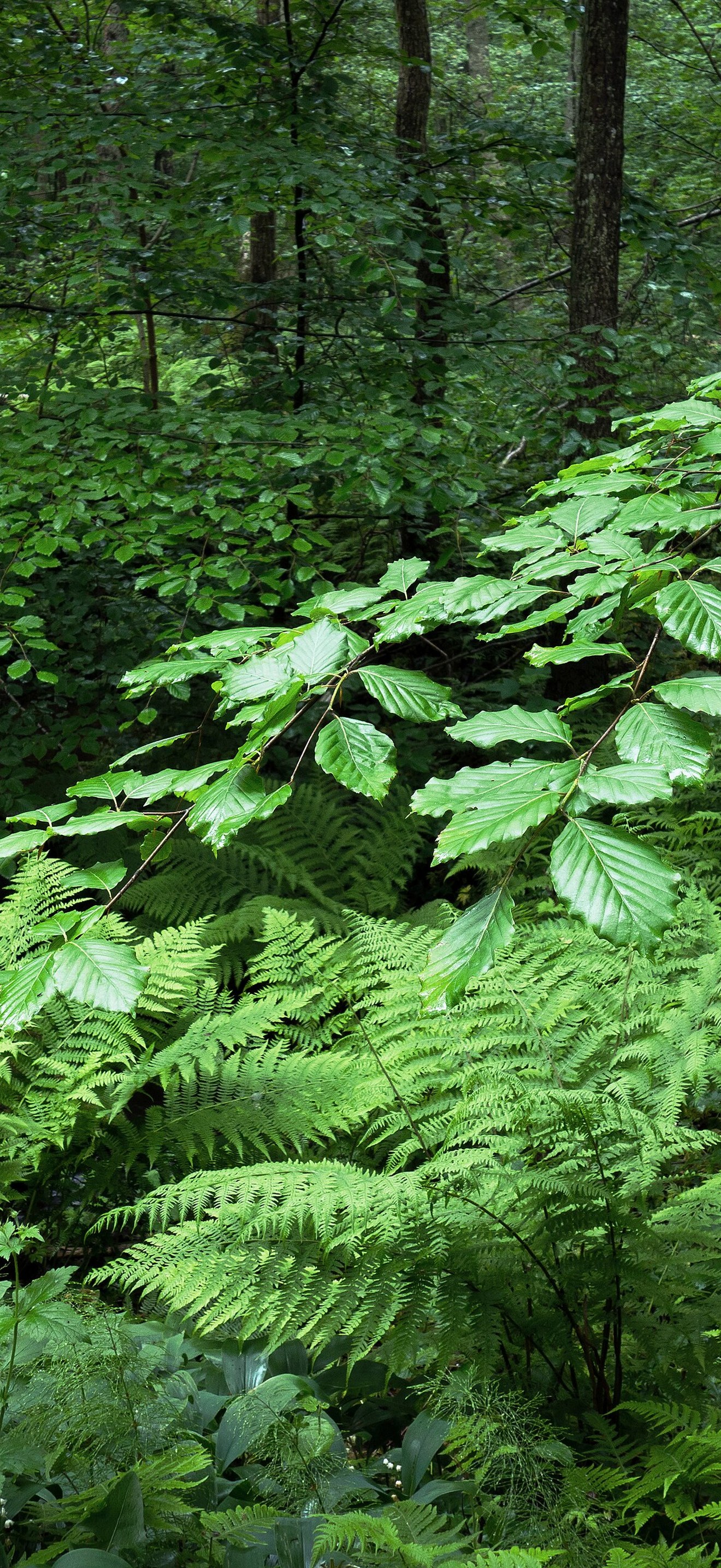 Beech and ferns in Gullmarsskogen