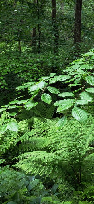 Beech and ferns in Gullmarsskogen