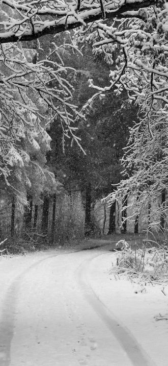 Forest road Slavne 2017 BW G9