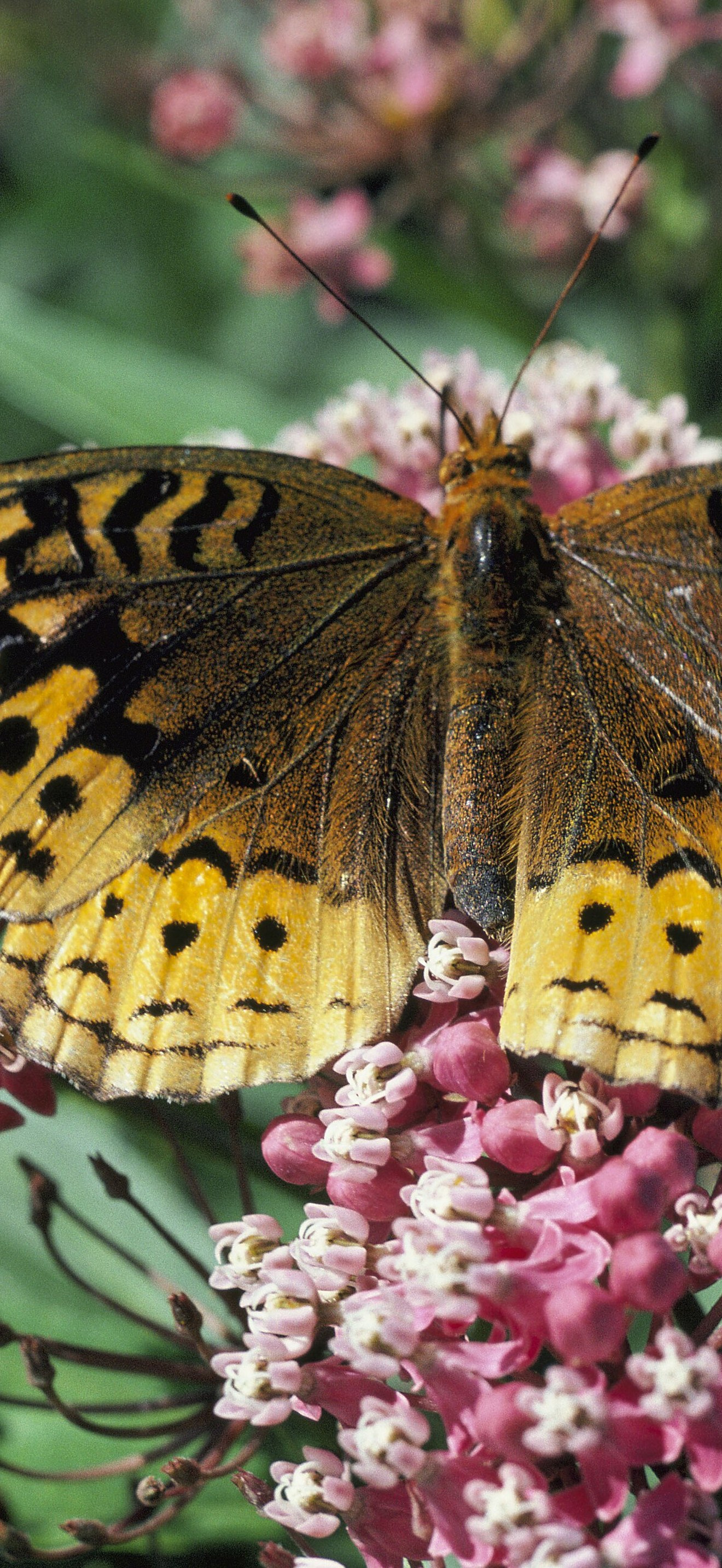 Speyeria cybele