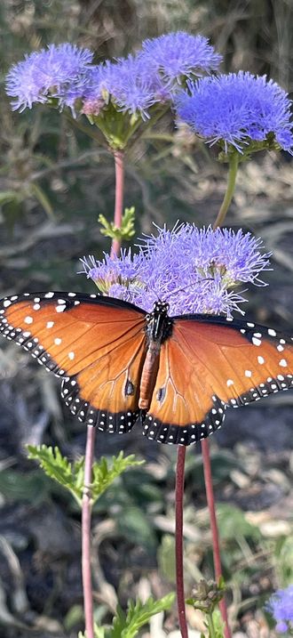 A butterfly enjoys purple flowers