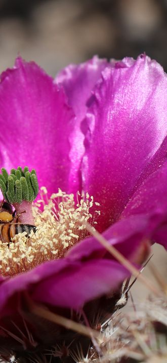 Bee and cactus flower