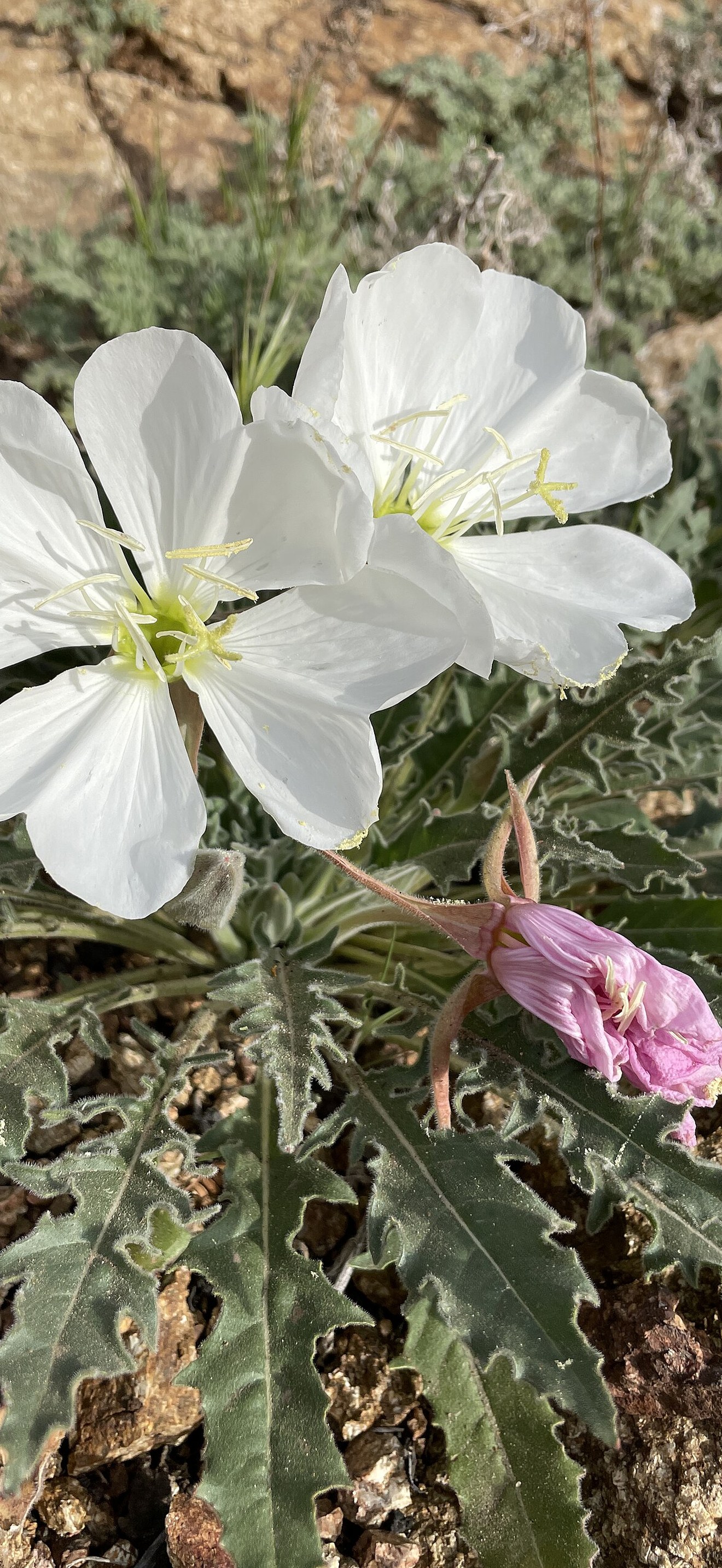 White evening primrose at Badger Springs
