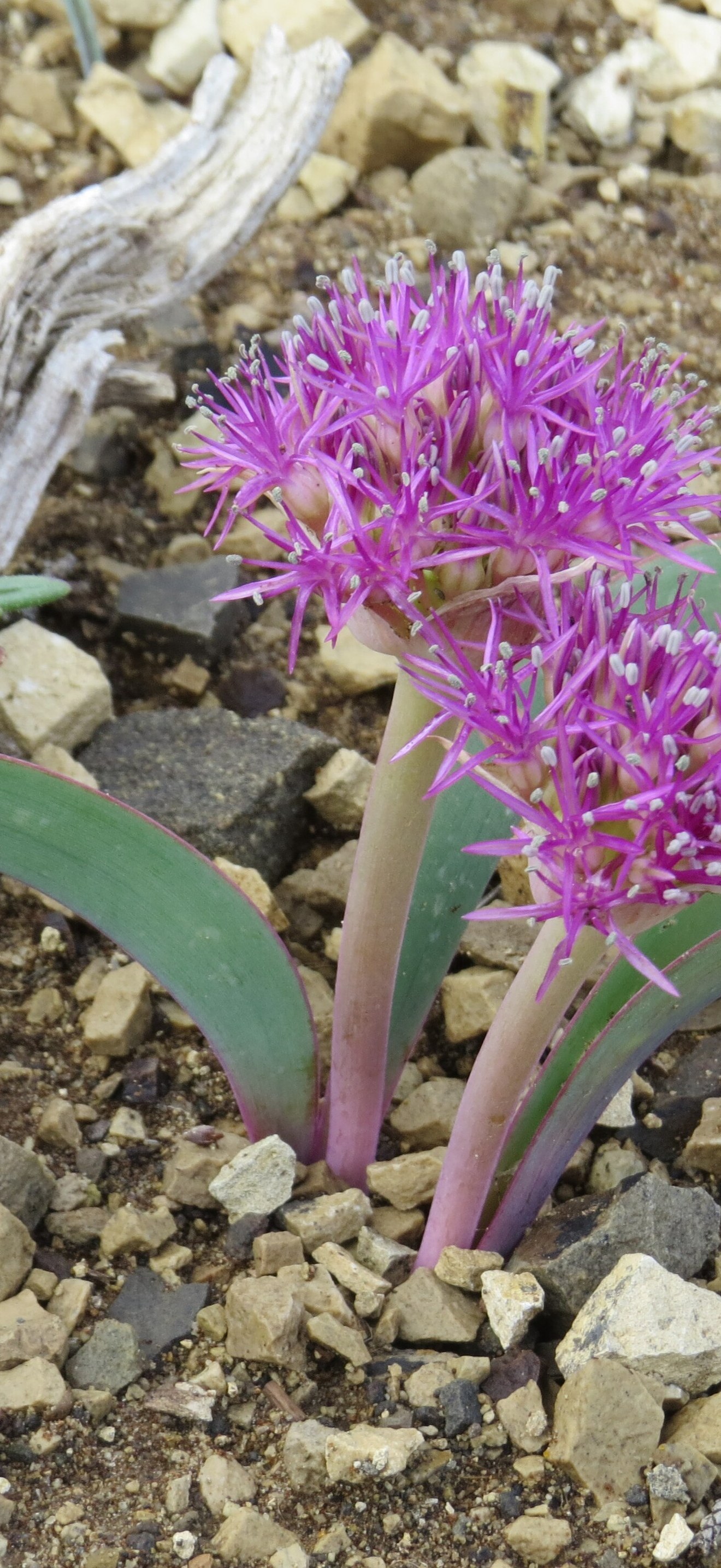 Flat Stemmed Onion, Applegate Field Office