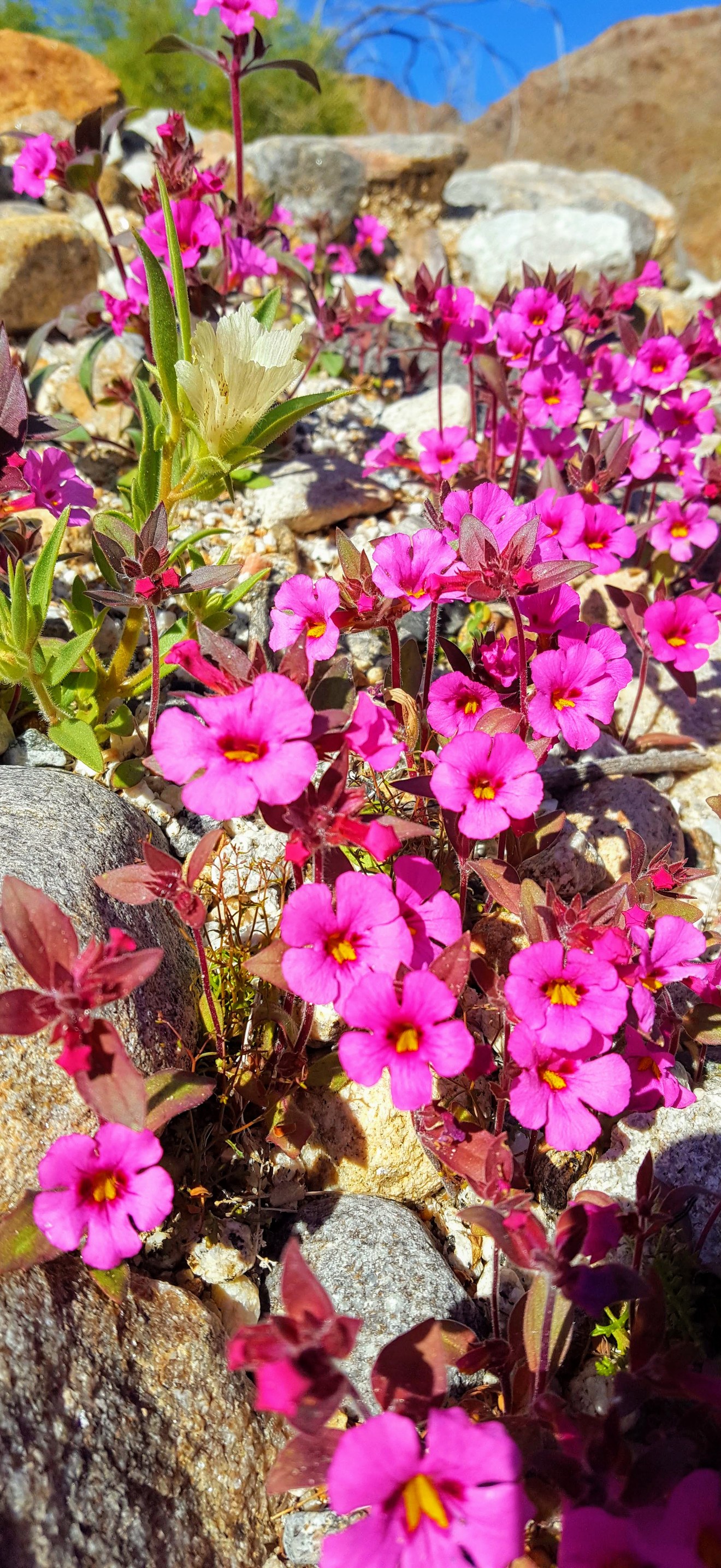 Flowers West Desert, El Centro Field Office