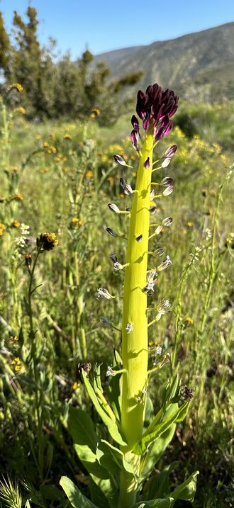 Wildflowers at Carrizo Plain