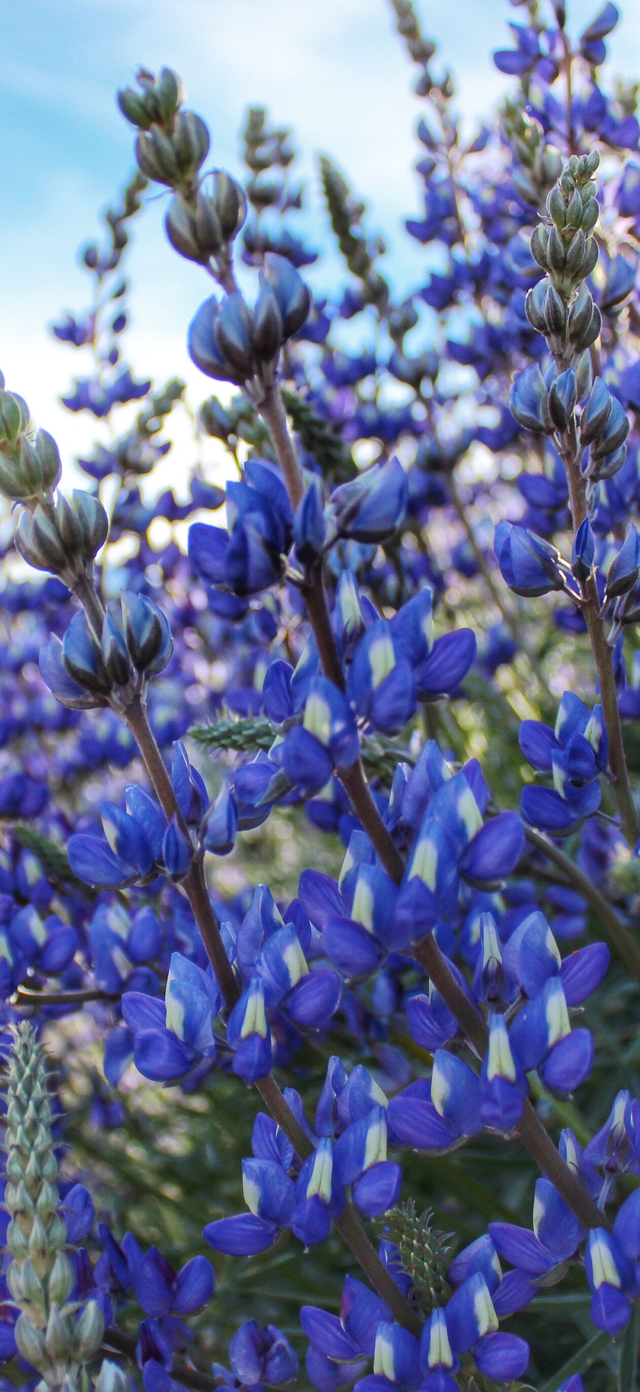 Lupine