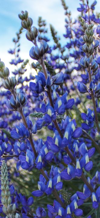 Lupine