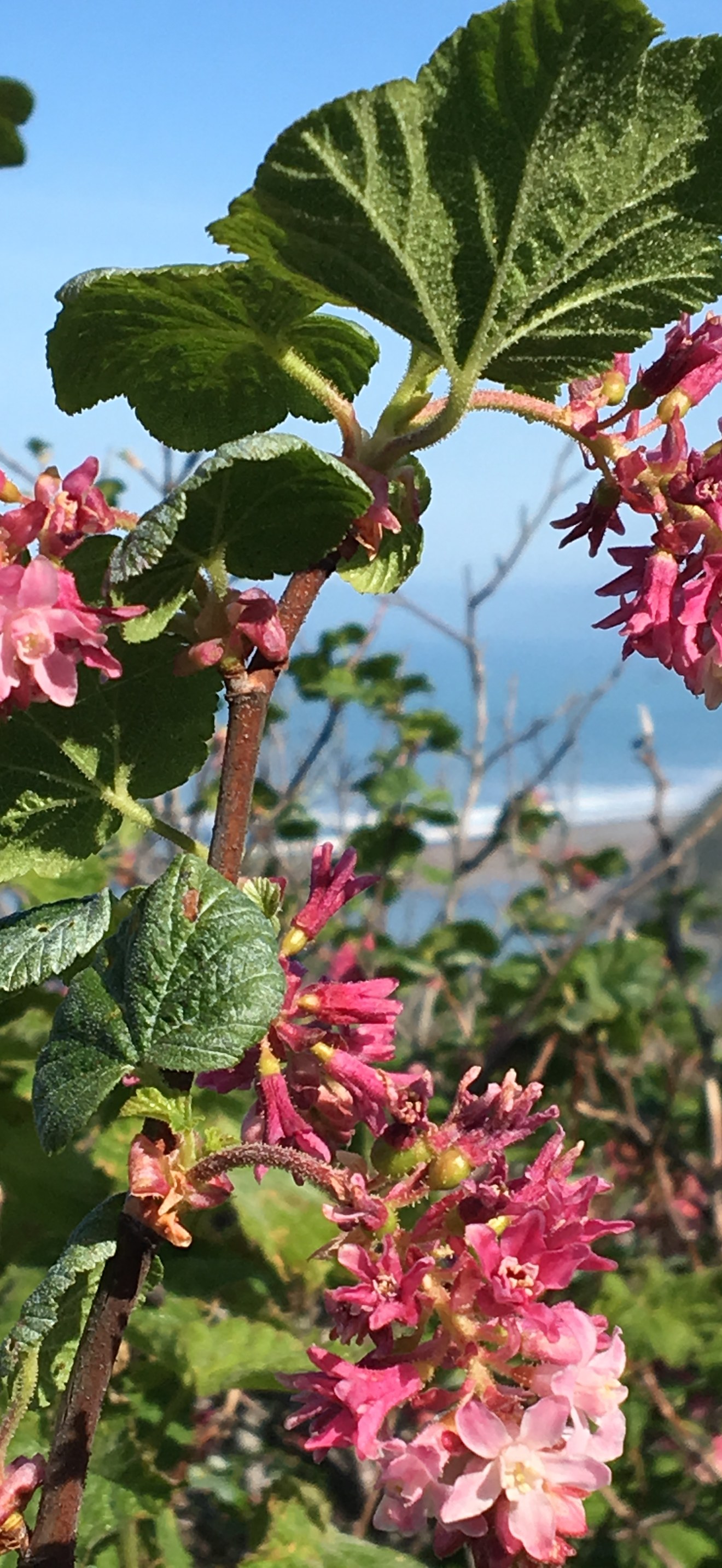 Springtime Bloom at Mouth of Mattole River