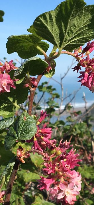 Springtime Bloom at Mouth of Mattole River