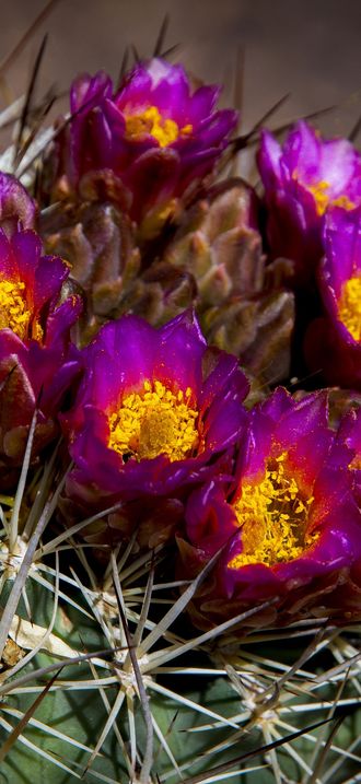 Pariette Cactus - Sclerocactus brevispinus