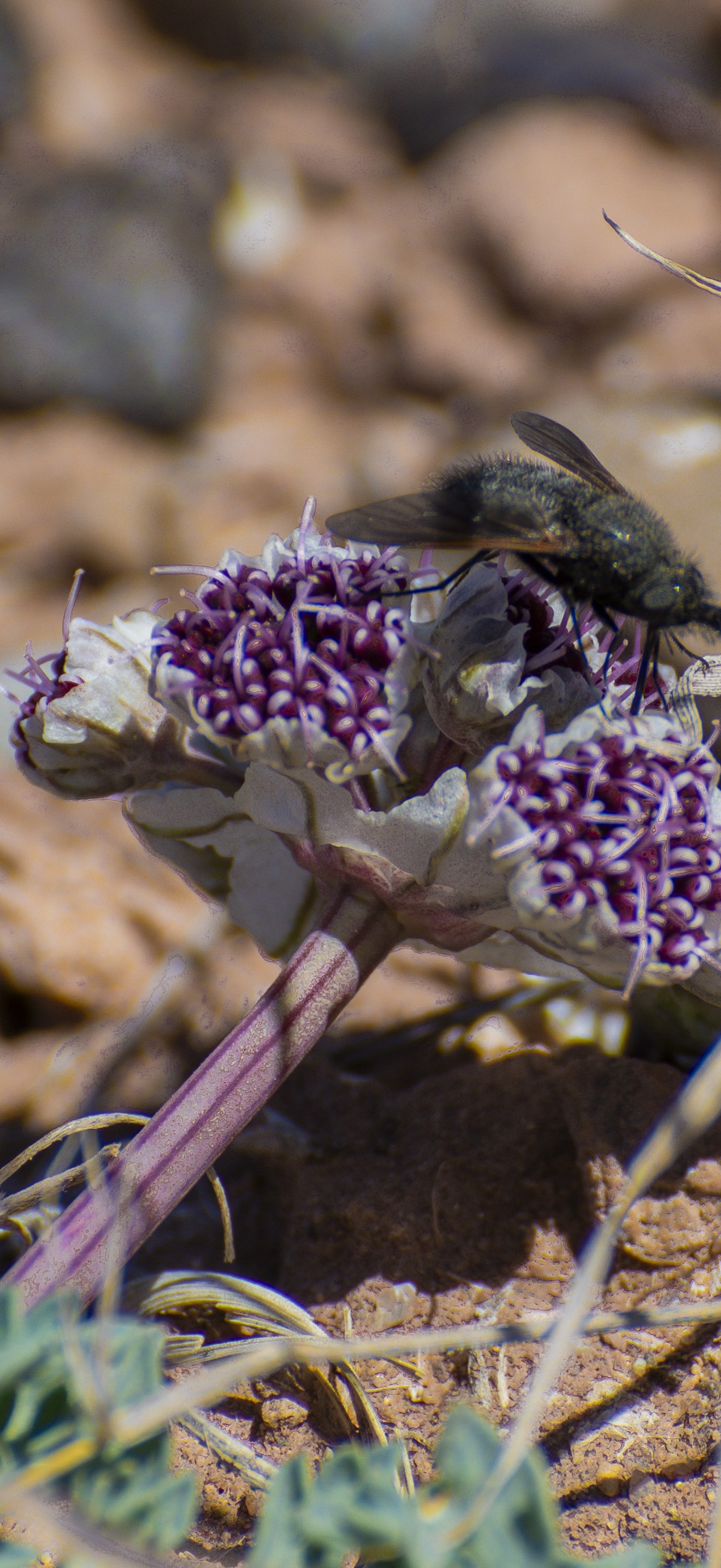 Pollinator on a flower