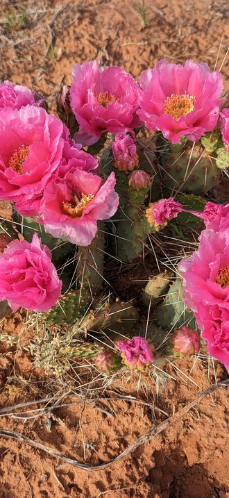 Grand Staircase-Escalante National Monument- Flora & Fauna
