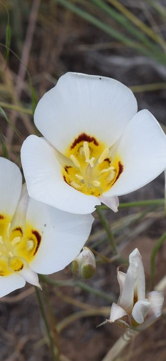 Utah State Flower