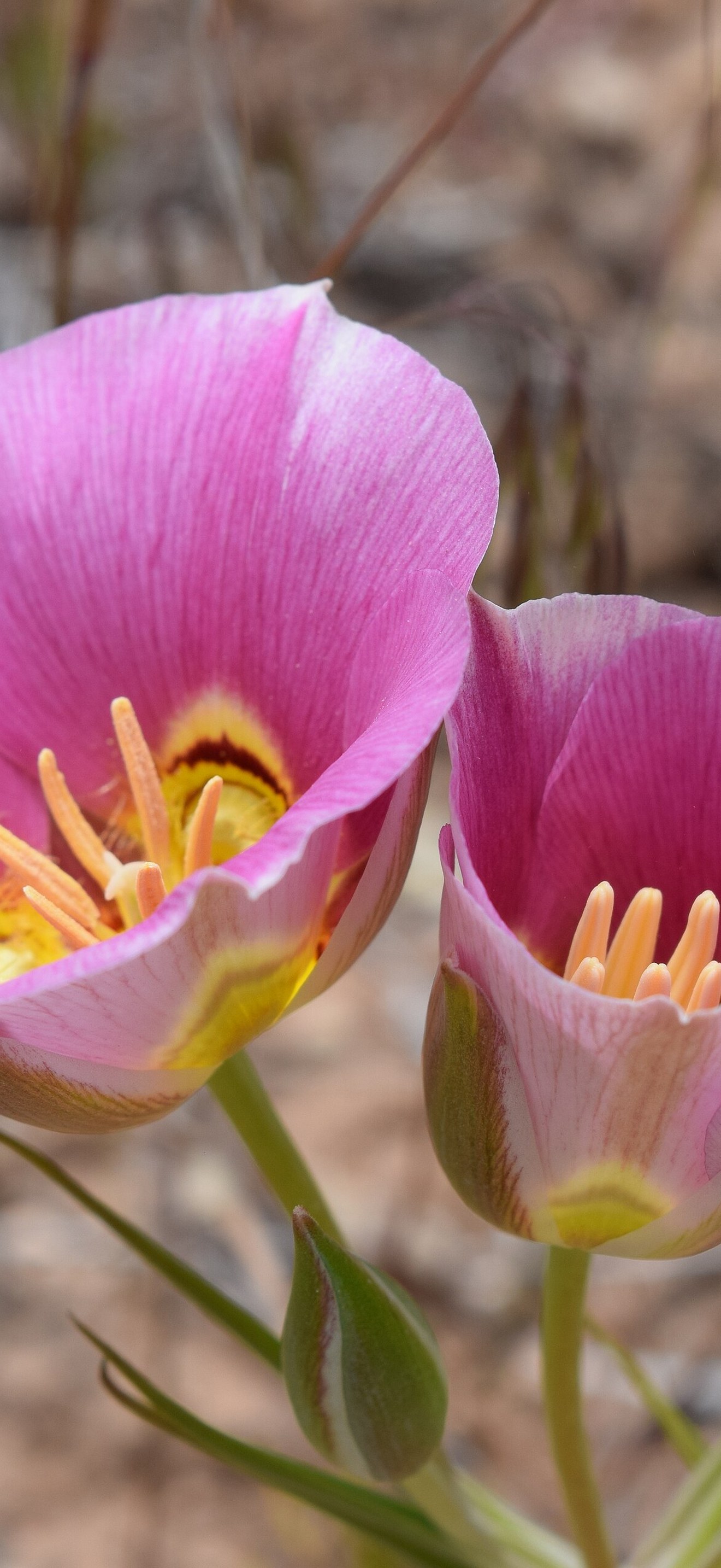 Mariposa Lily