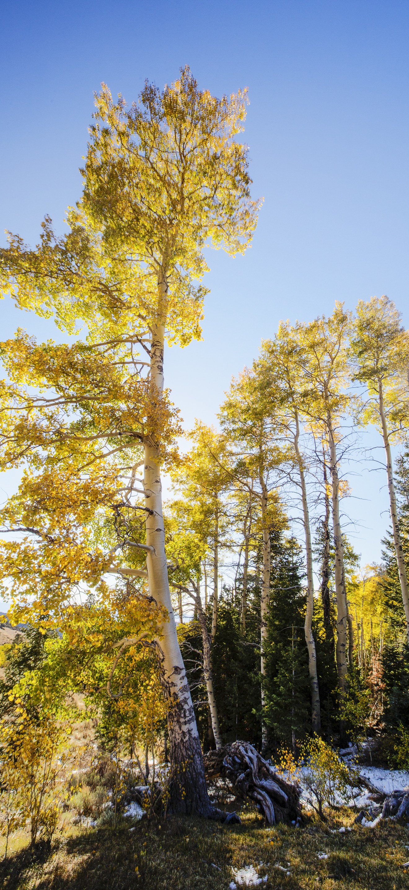 Aspens in the Deep Creek Mountains
