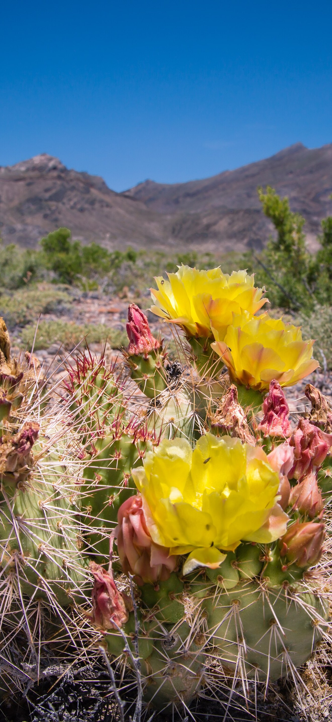 West Desert Cactus Bloom