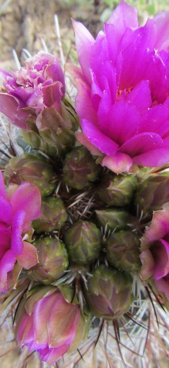 Fishhook Cactus