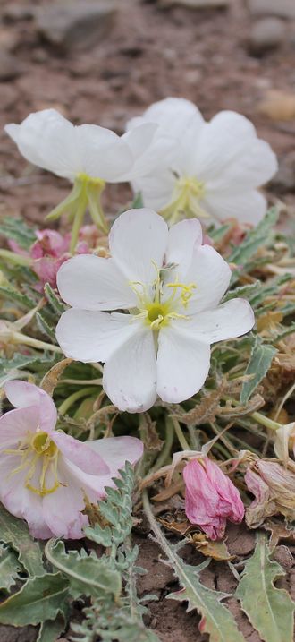 Oenothera caespitosa