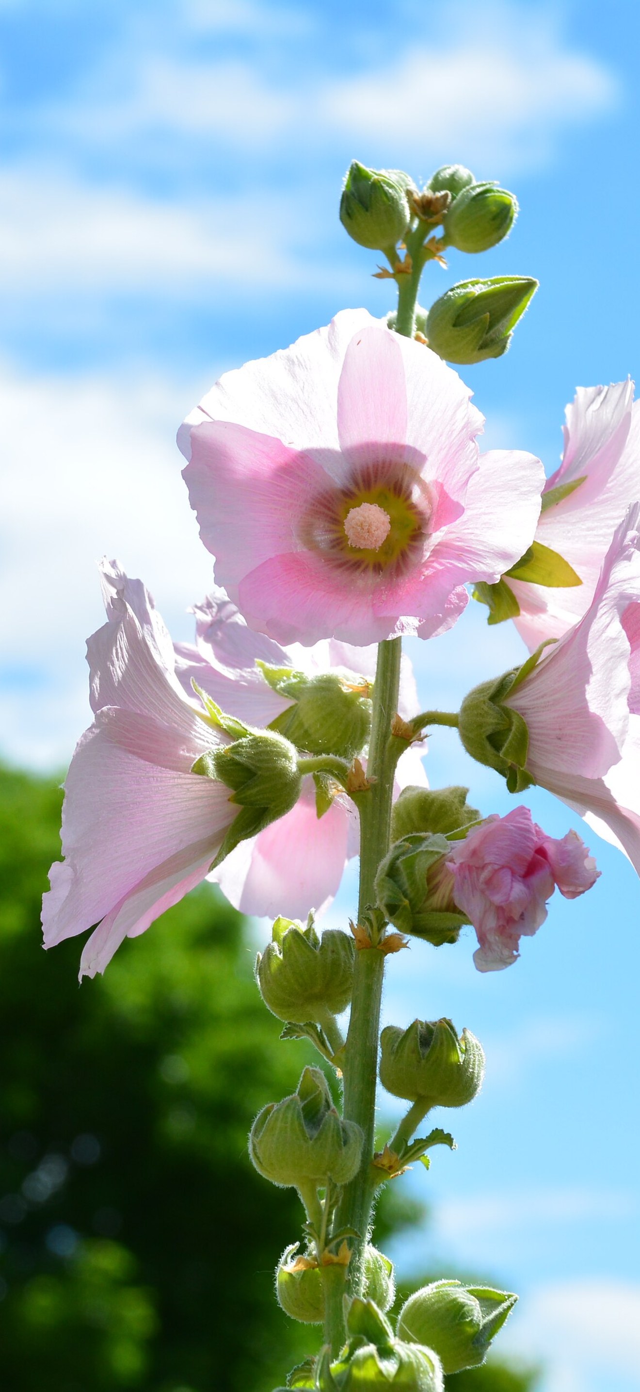 Blooming Flower