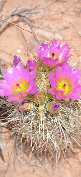 Blooming Cactus