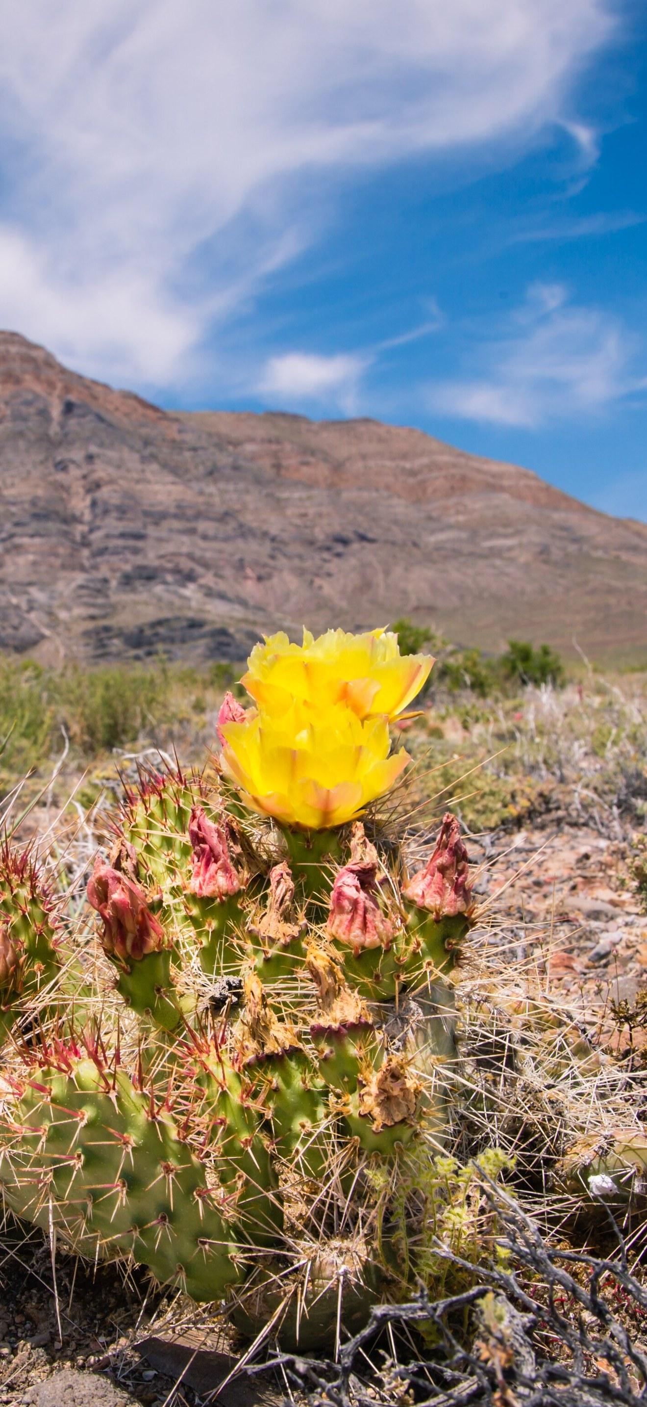 Silver Island Mountain Blooms
