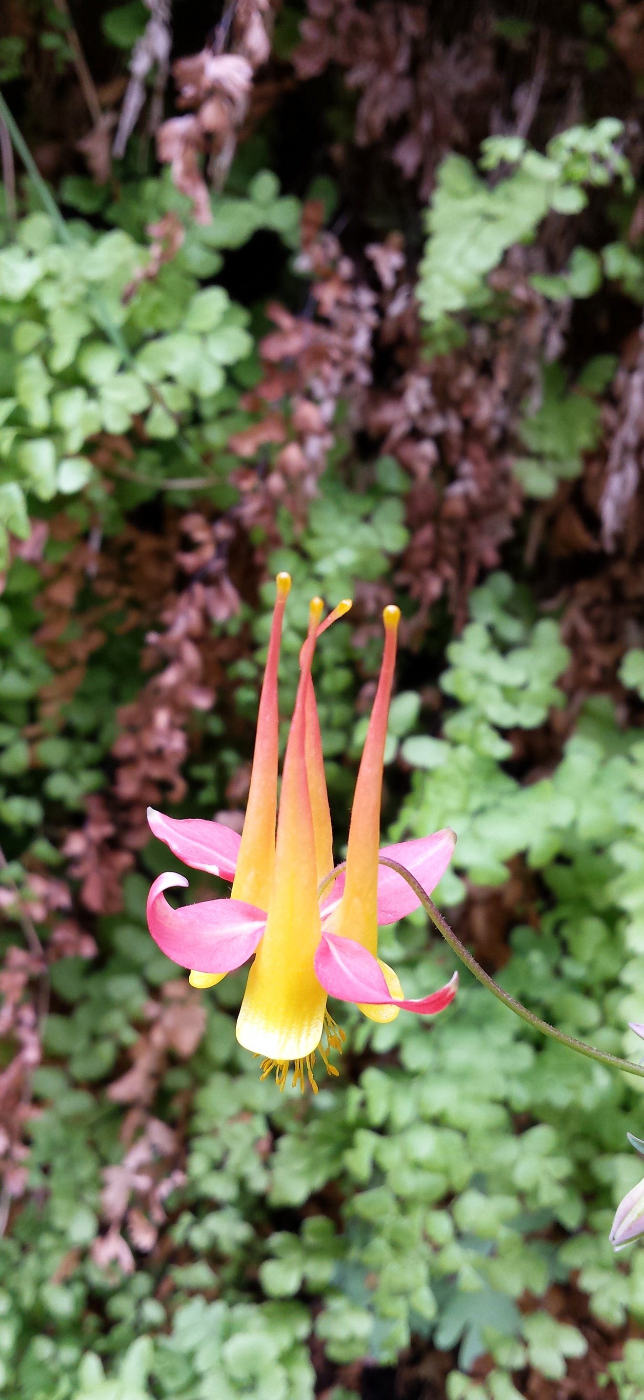 Columbine