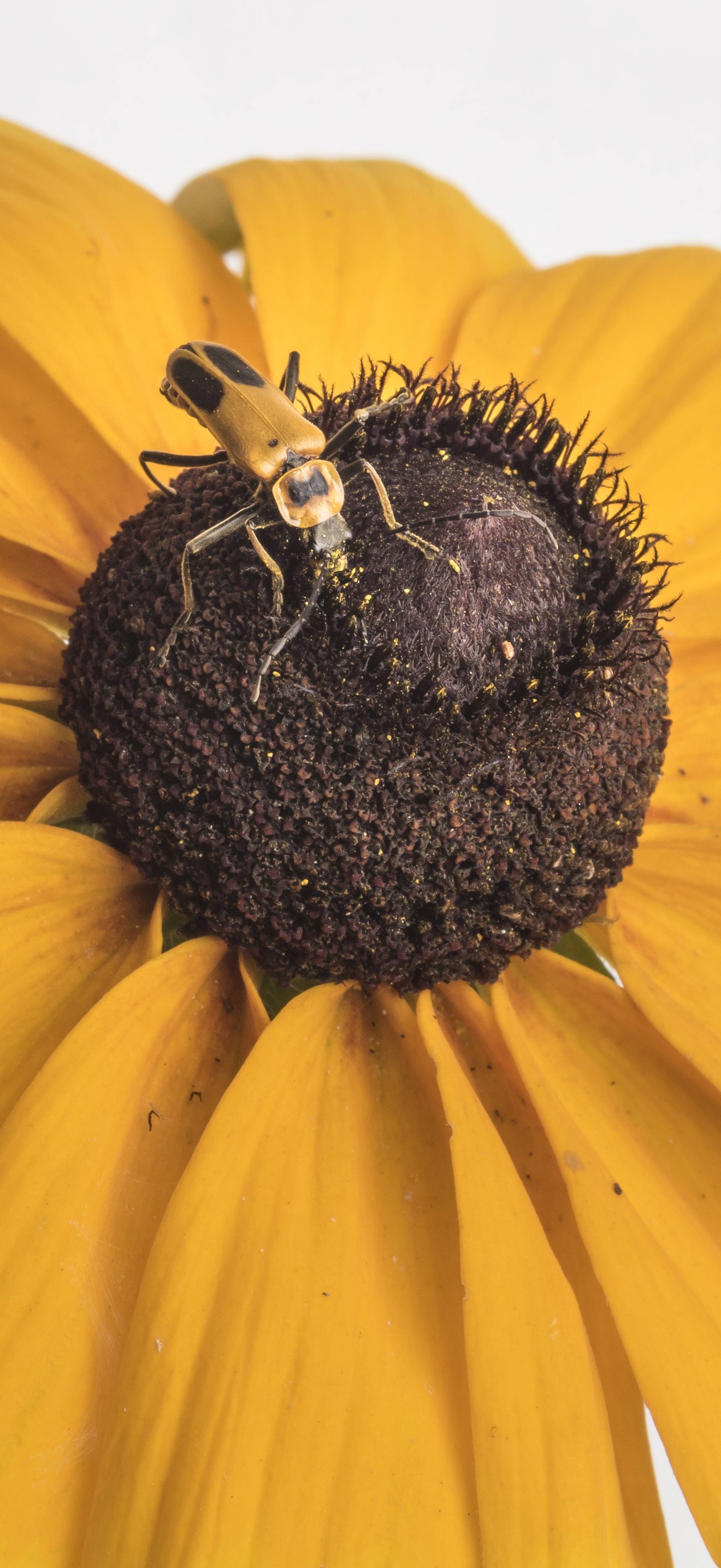 Goldenrod soldier beetle pollinating flower