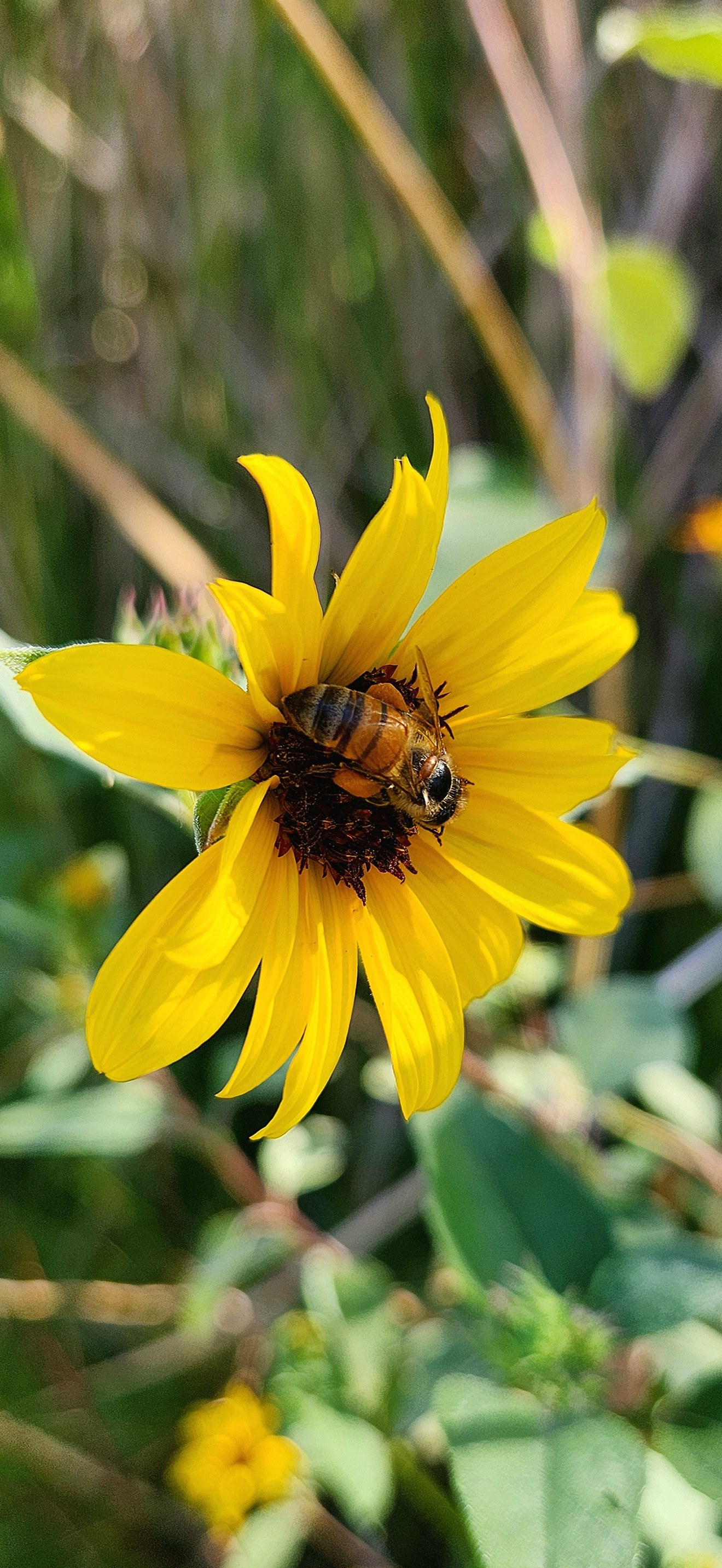 Pollinator in Pakoon Springs