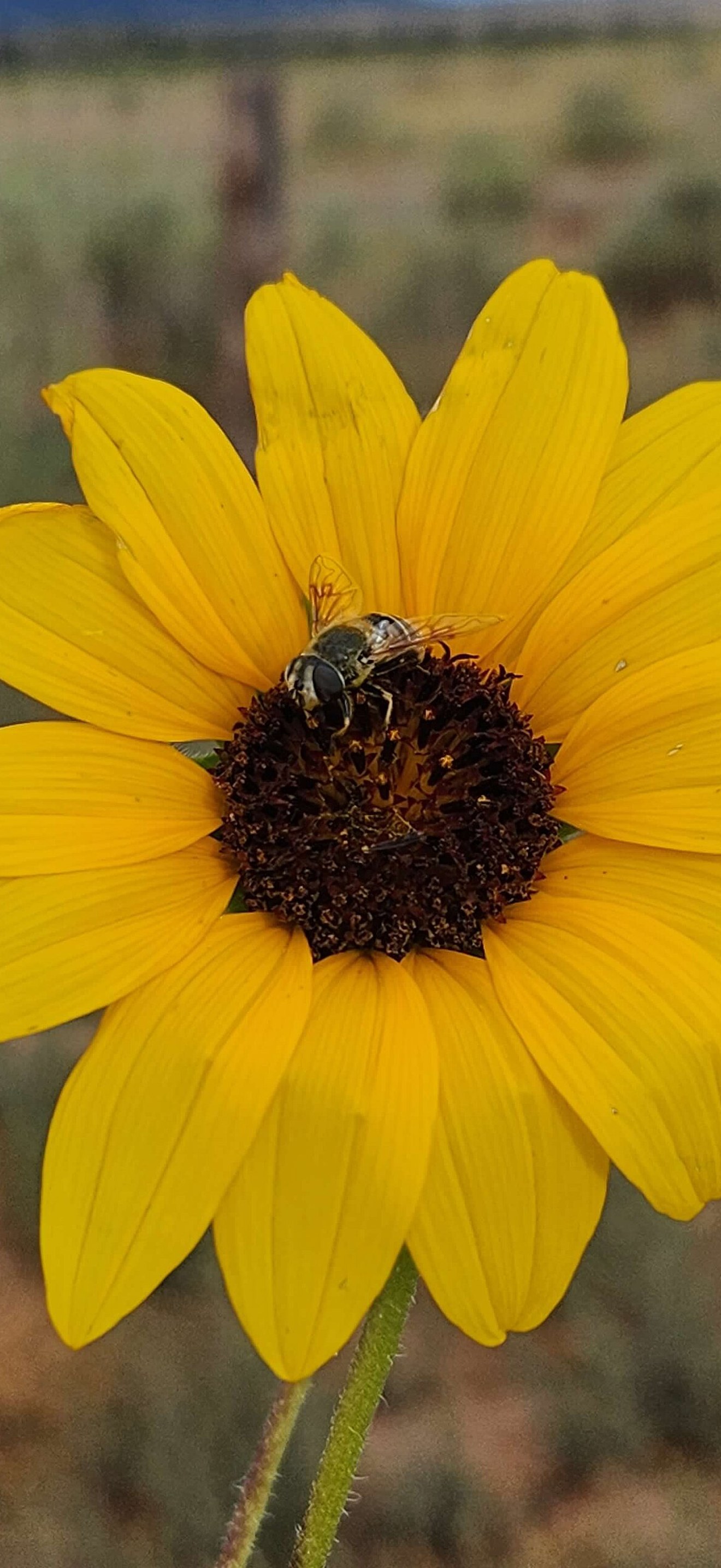 Pollinator at Mt Trumbull Schoolhouse