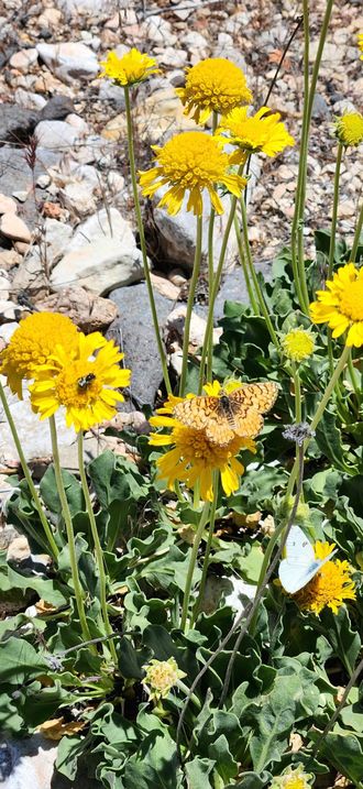 Pollinators in the Arizona Strip District