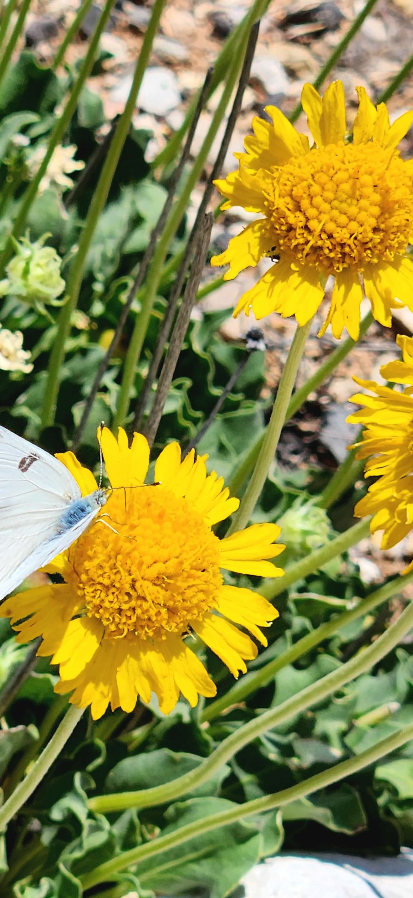 Pollinators in the Arizona Strip District