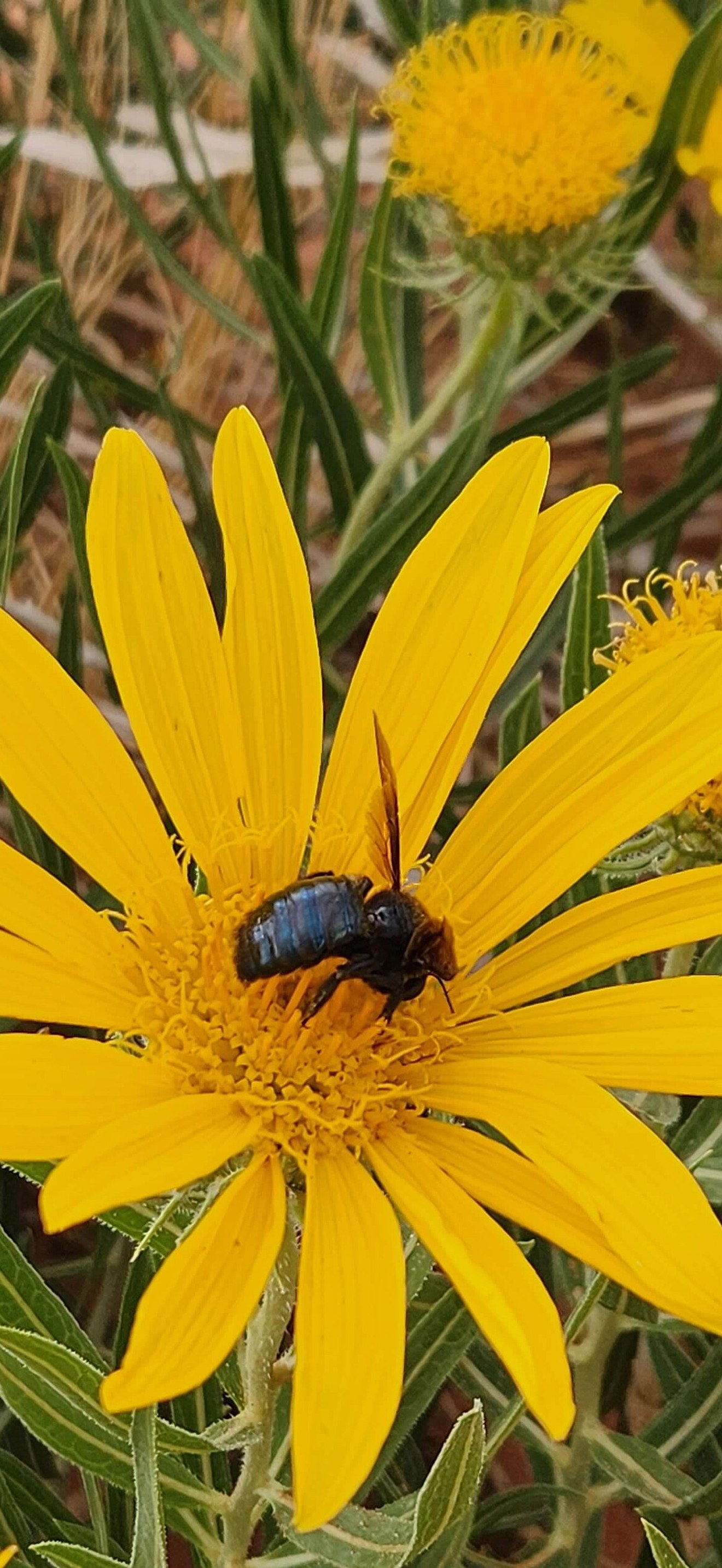 Pollinators in the Vermilion Cliffs National Monument