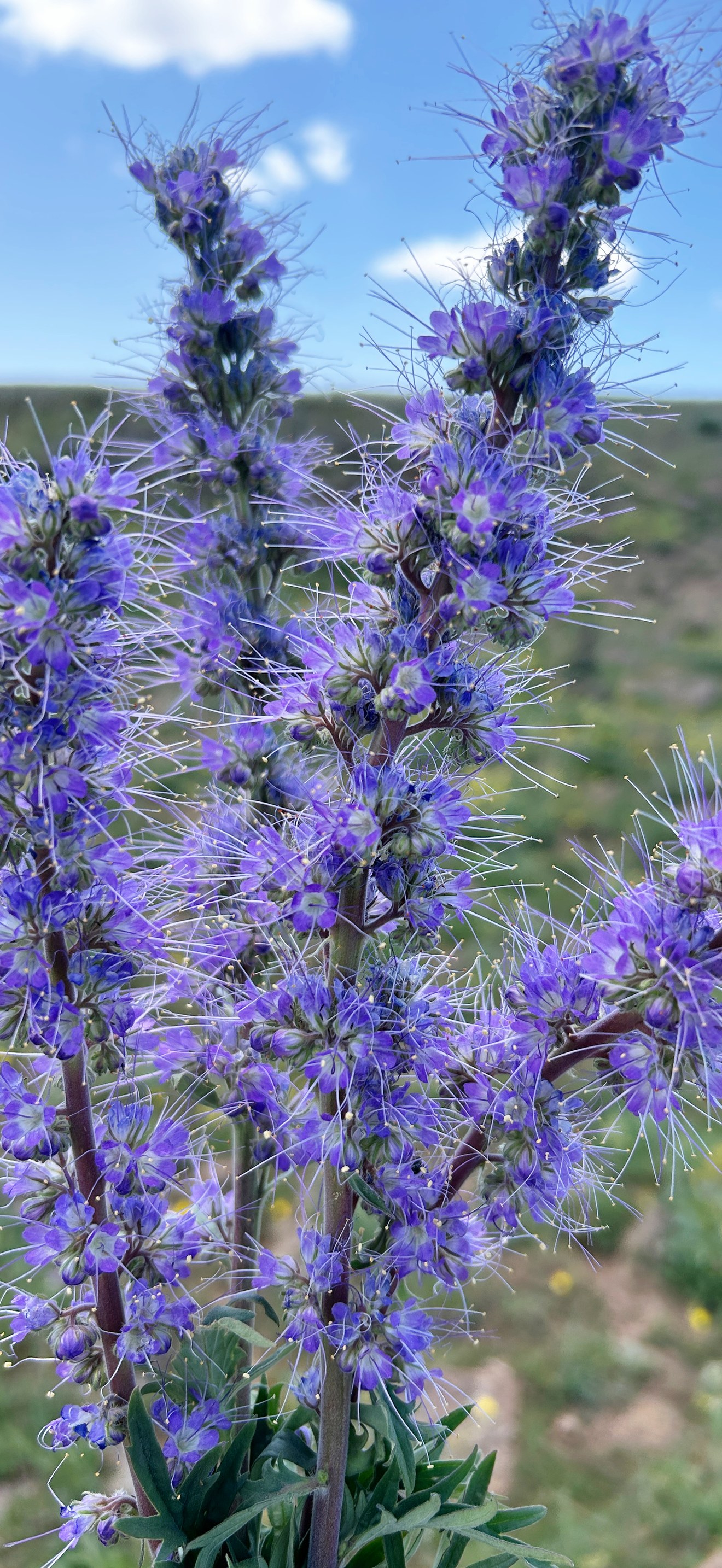 Silky Phacelia at Kiger Gorge on Steens Mountain